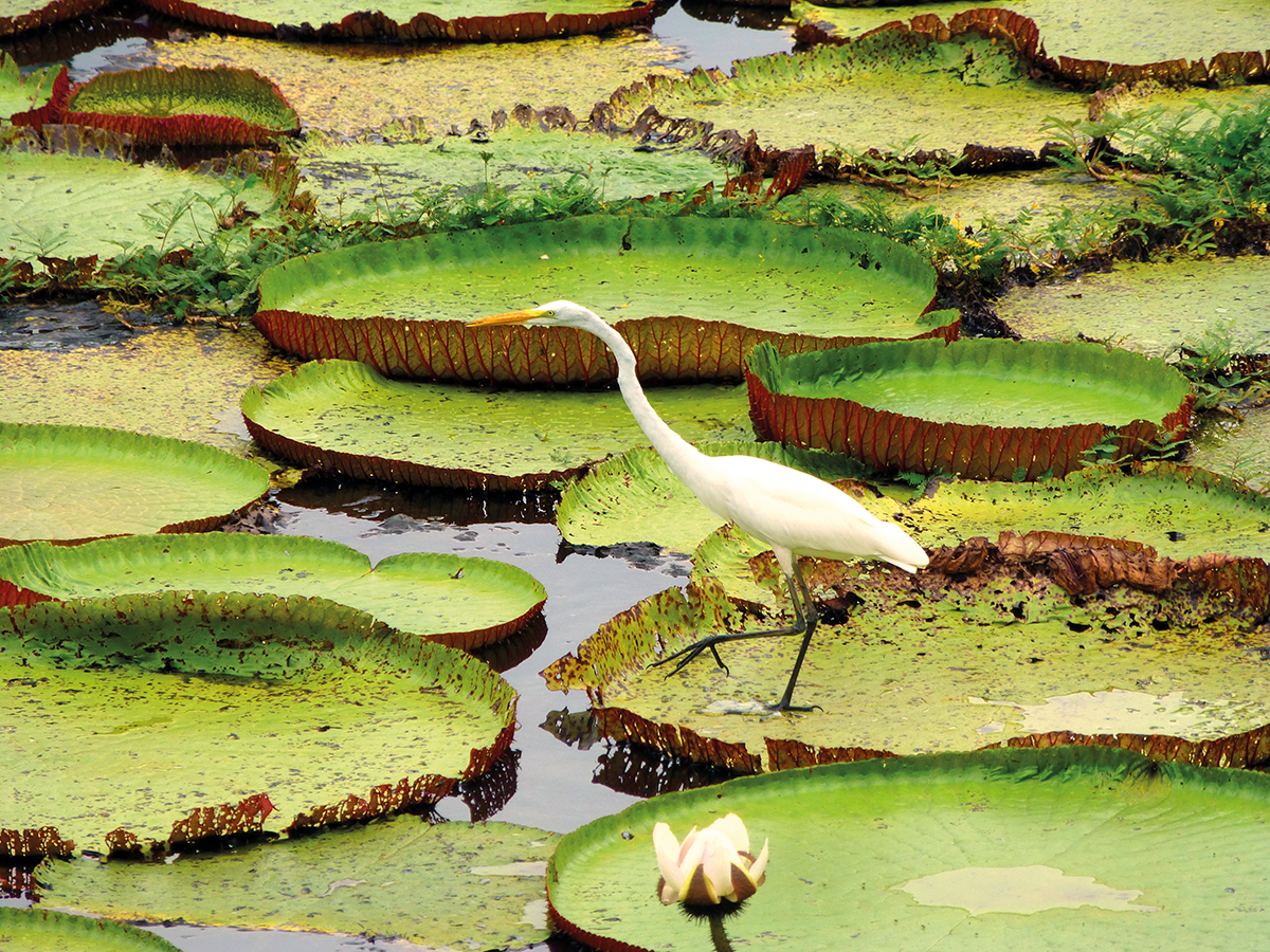 ave branca em cima da planta vitória régia