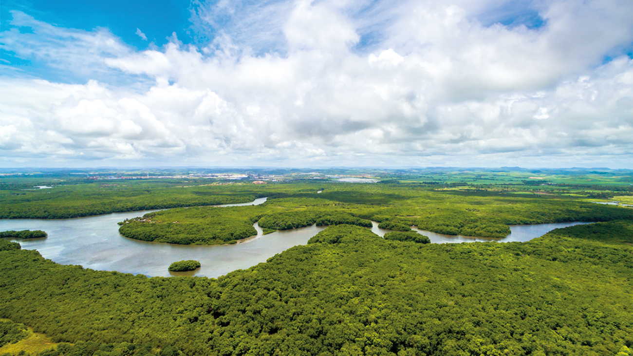 vista aérea da floresta amazônica com o rio amazonas passando entre as árvores