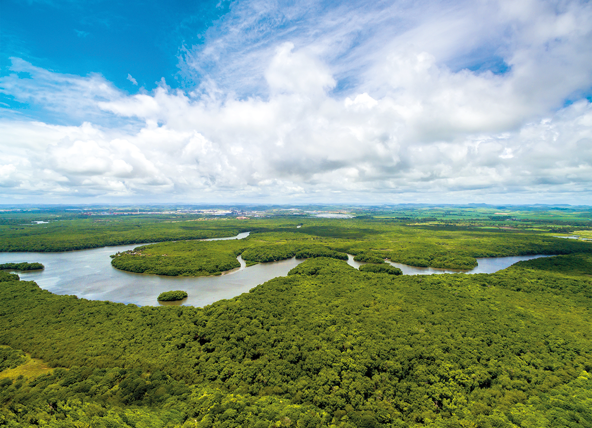 vista aérea da floresta amazônica com o rio amazonas passando entre as árvores