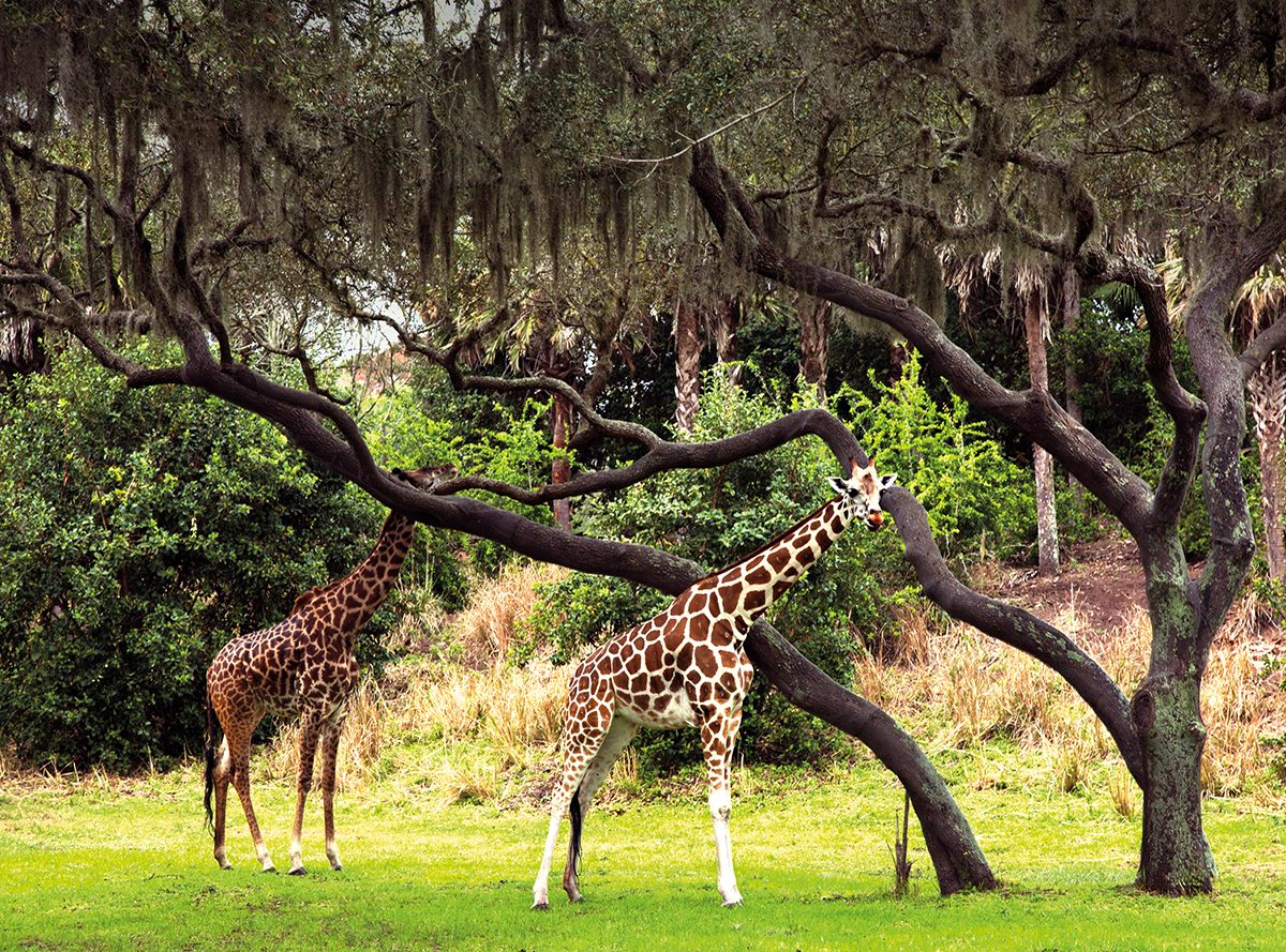 duas girafas (uma de pelo mais claro e uma com pelos mais escuros) perto de árvores