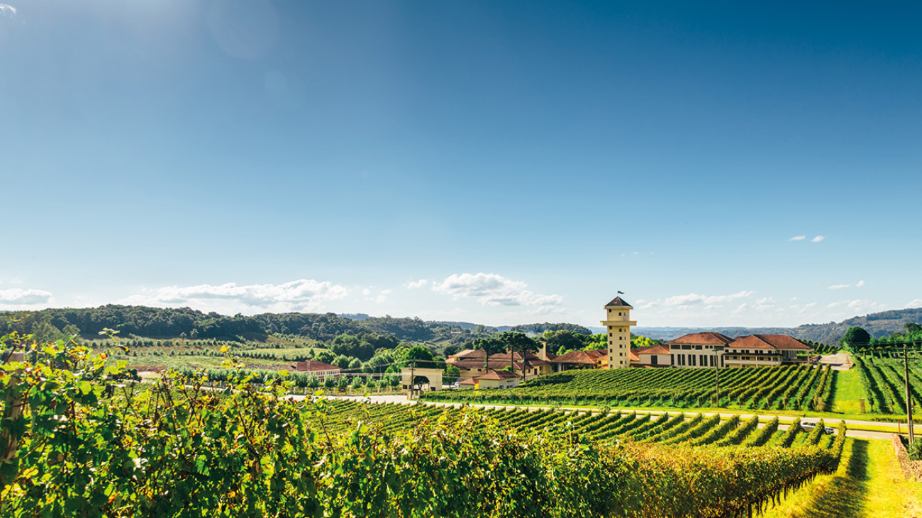 Vale dos Vinhedos é um paraíso para apreciadores de bebidas