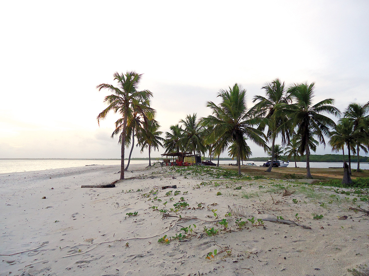 Alguns coqueiros espalhdos pela Praia do Saco em Sergipe