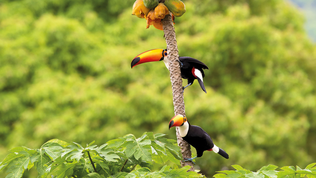 tucano-amazonia