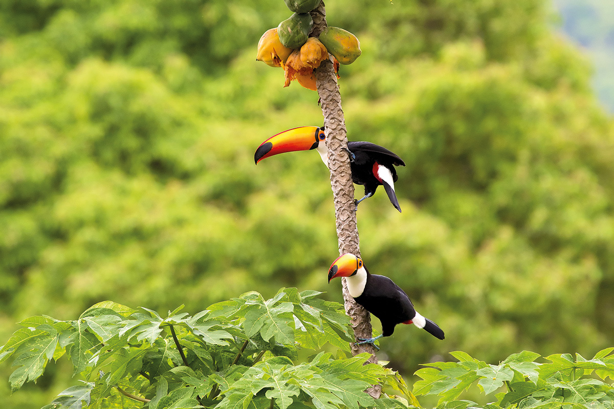 tucano-amazonia