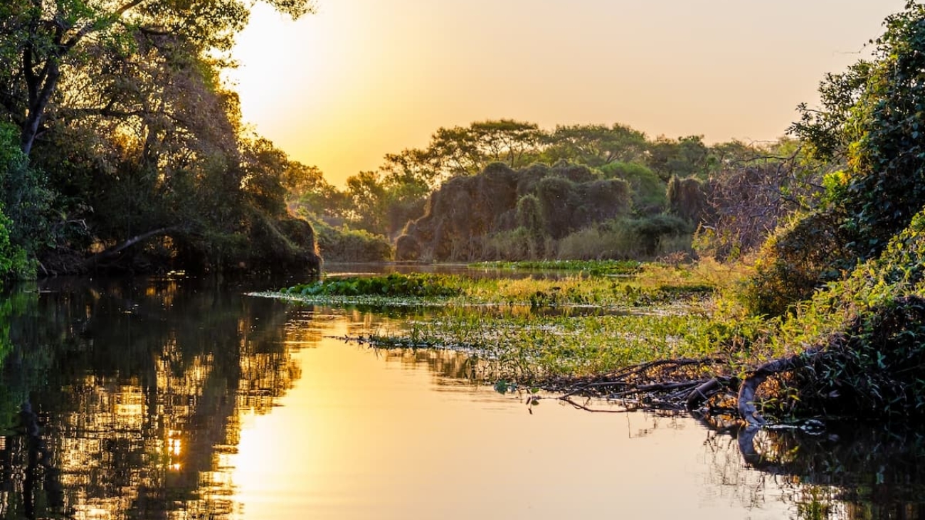 Imagem do pantanal no Mato Grosso do Sul