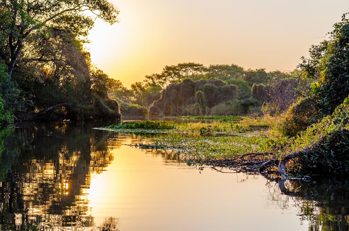 Imagem do pantanal no Mato Grosso do Sul