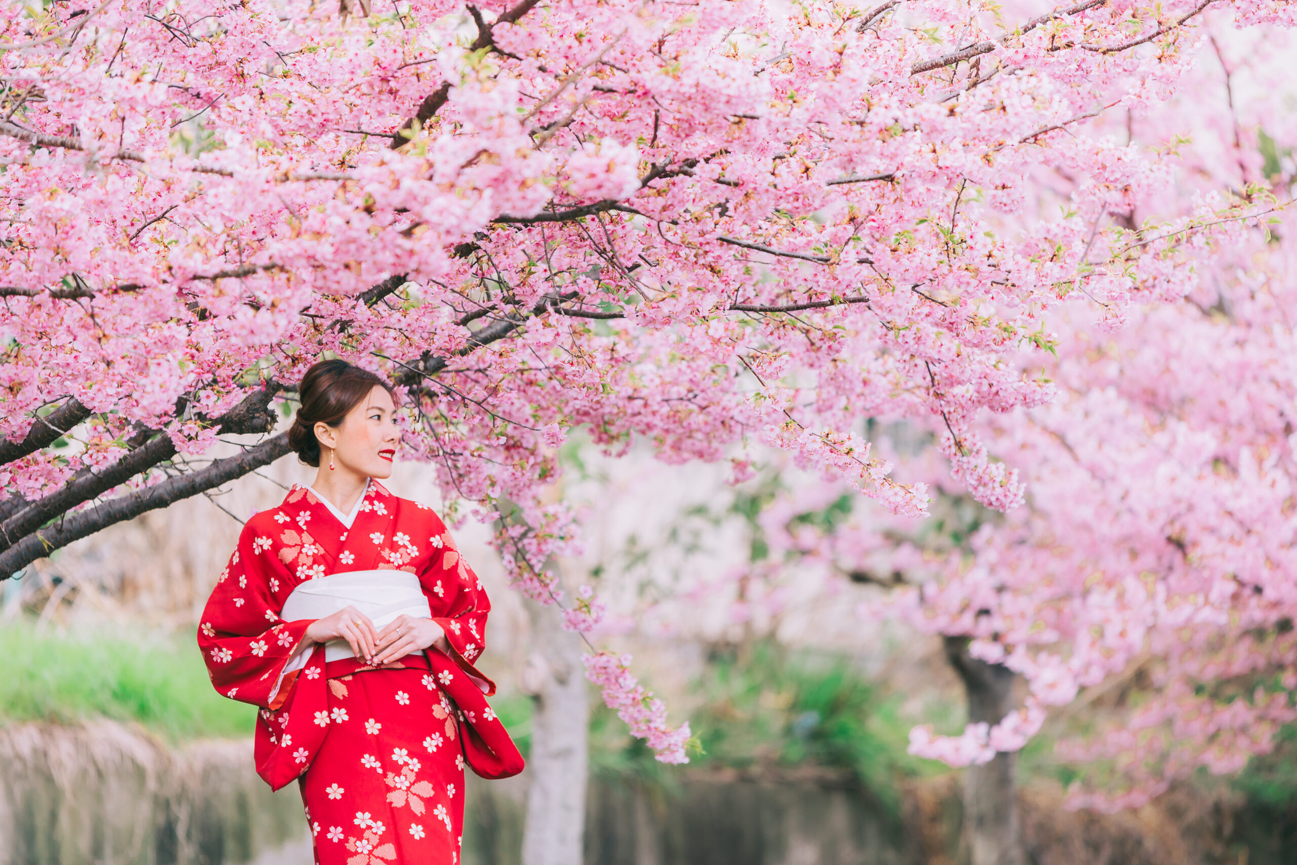 Asian woman wearing kimono with cherry blossoms,sakura in Japan.