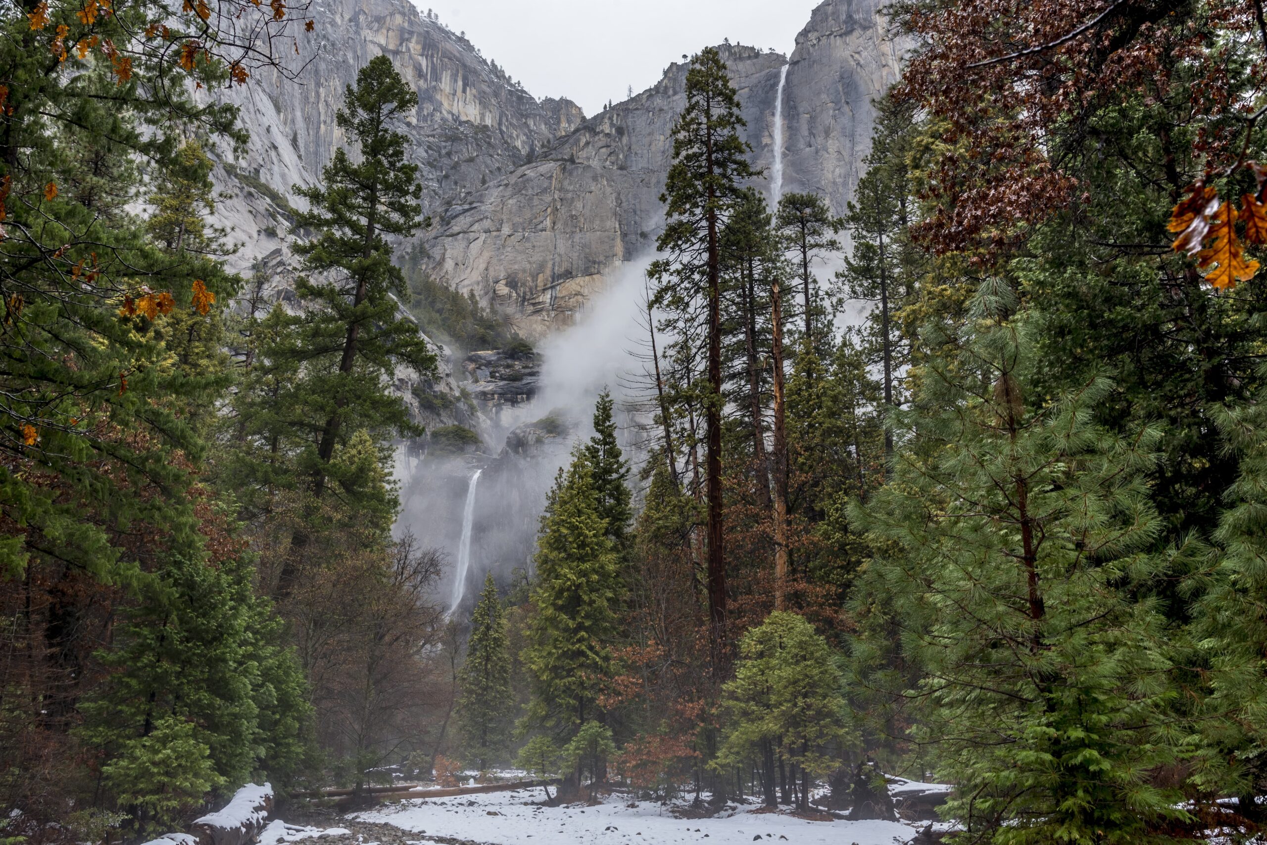 beautiful-landscape-with-tall-pine-trees-yosemite-national-park-california-usa (1)