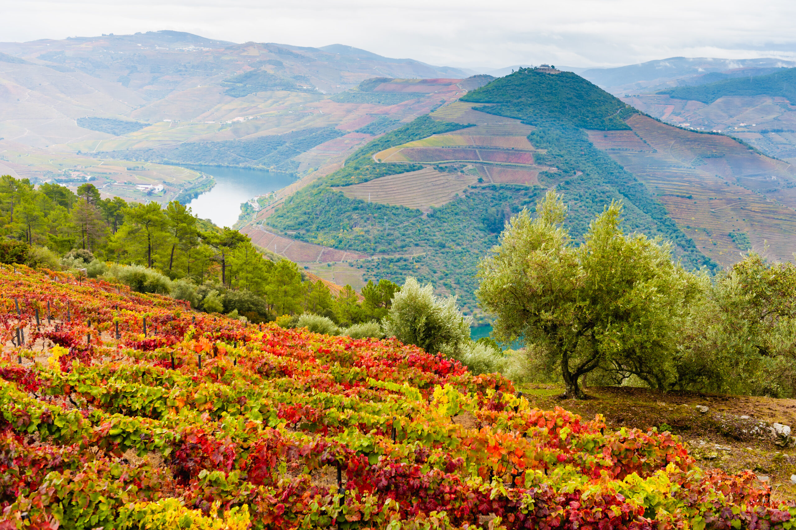 Colorful autumn vineyards in Douro river valley in Portugal.