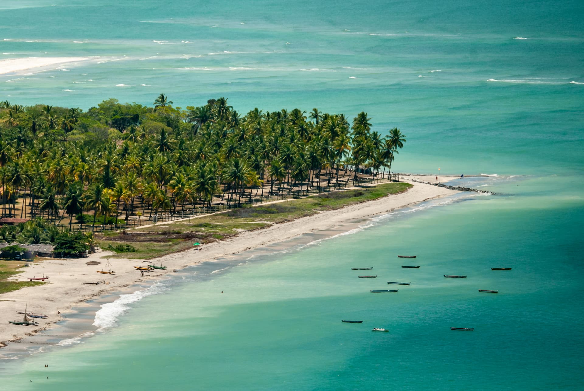 Coqueiral na ilha de Itamaracá