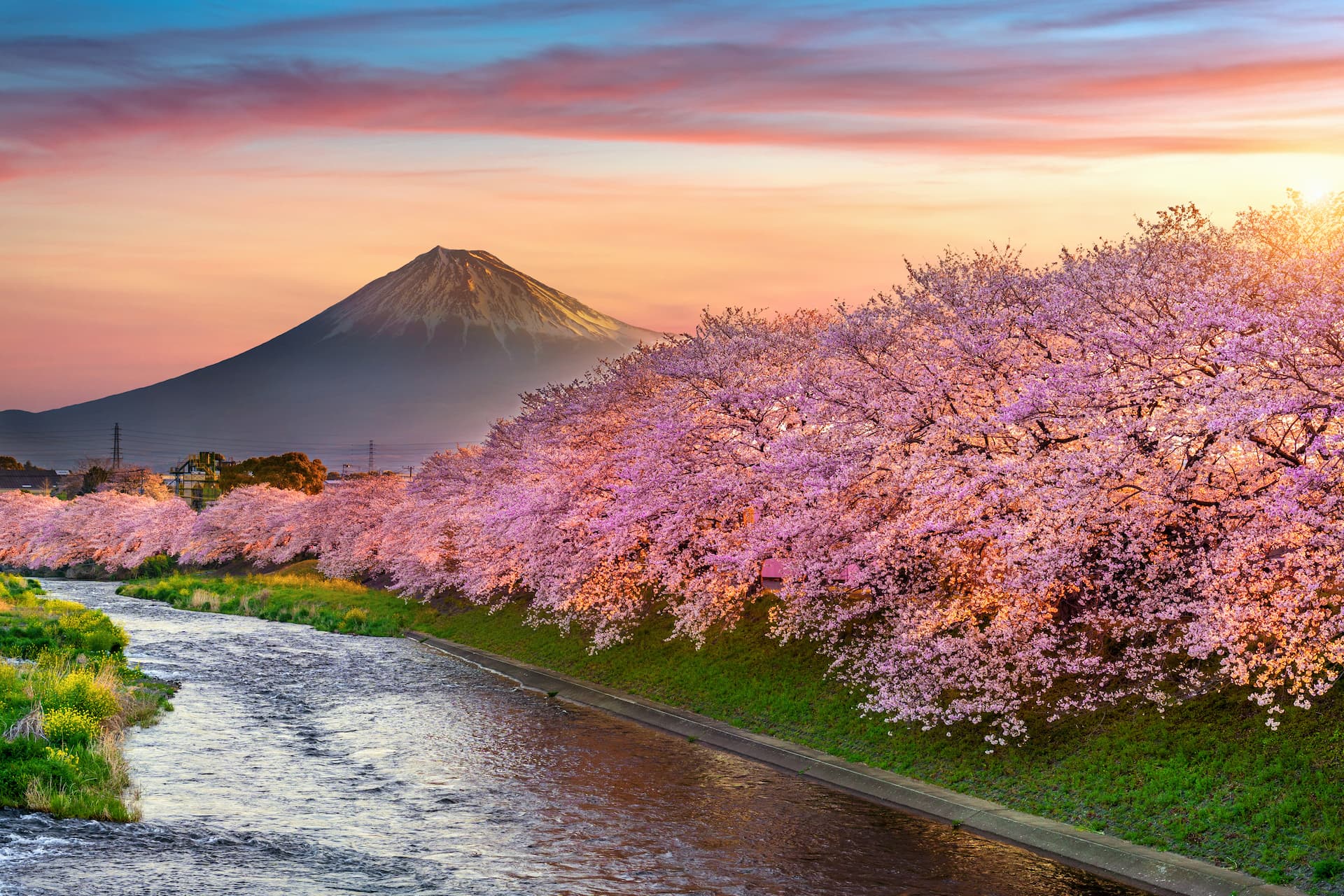 Flores de cerejeira e montanha Fuji