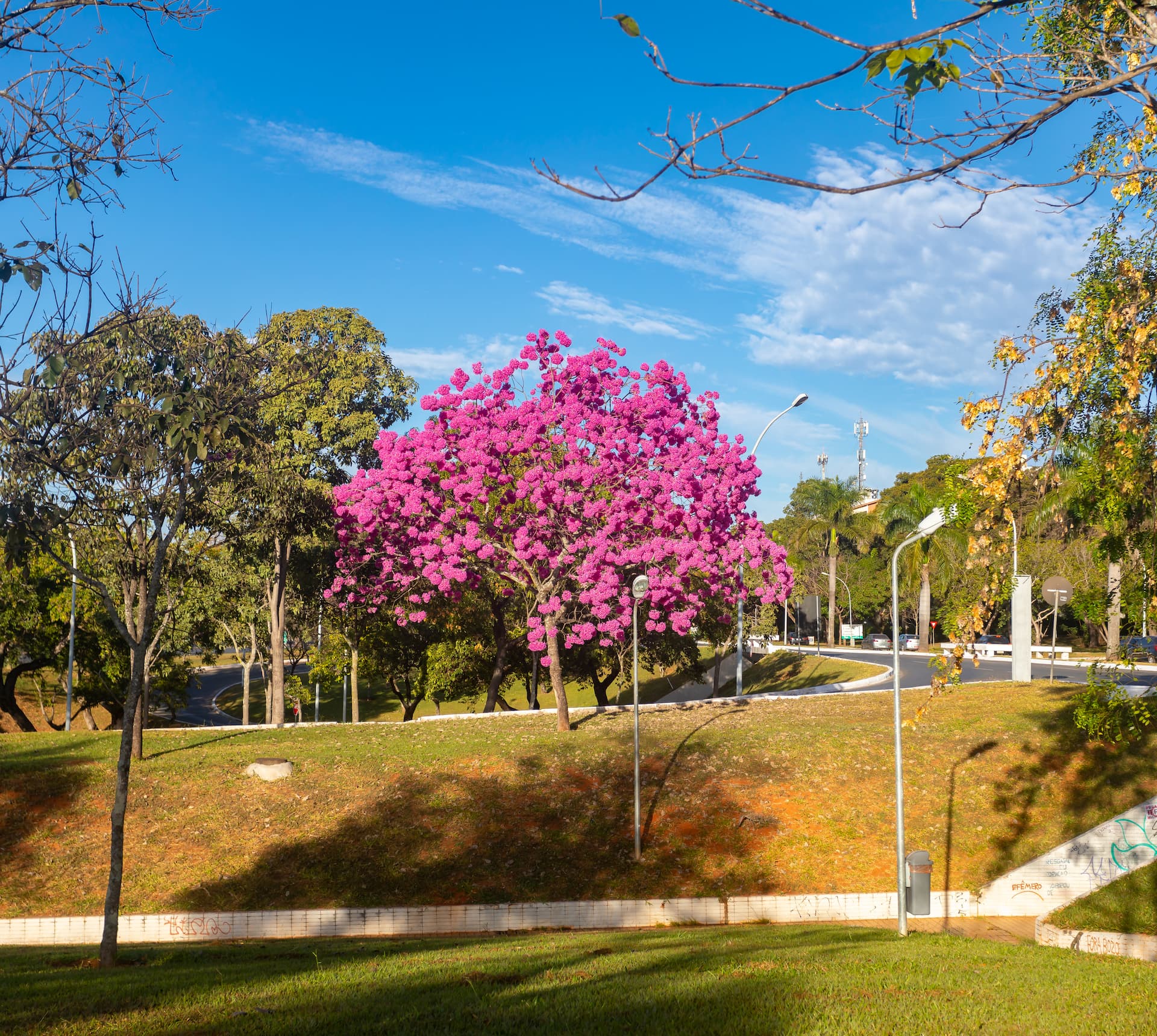 Handroanthus heptaphyllus