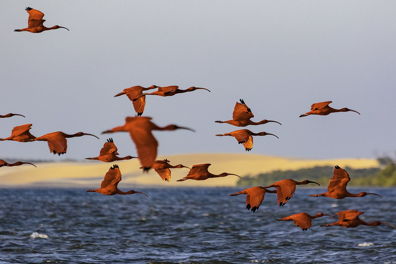 A fauna exuberante que habita o Delta do Parnaíba