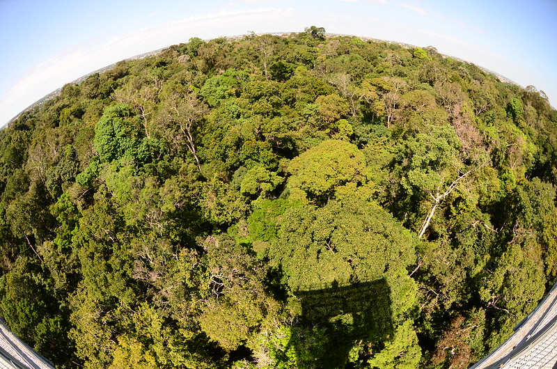 Floresta Amazônica