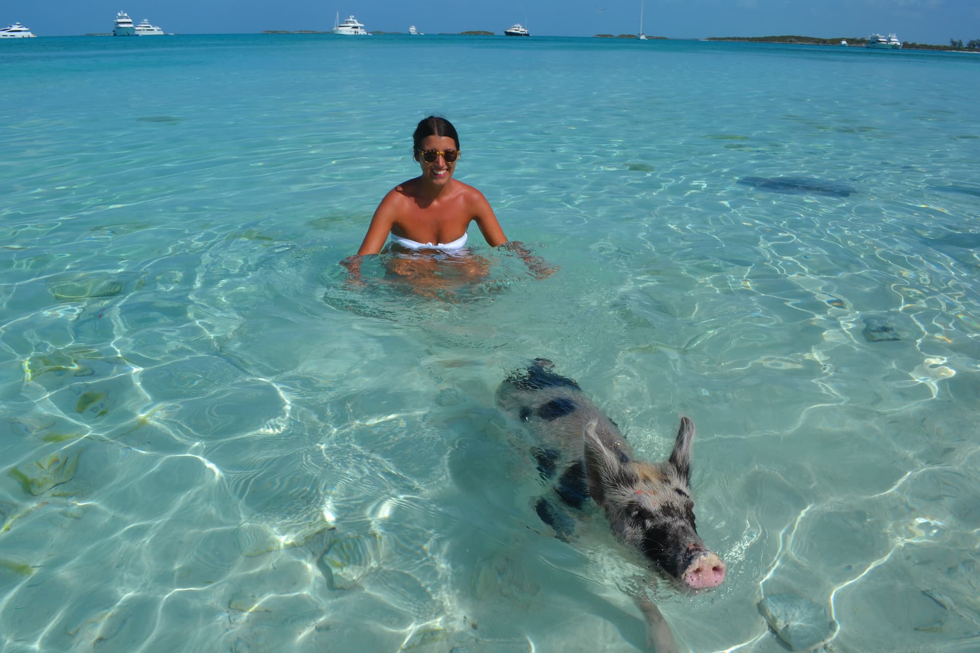 Conheça os porcos nadadores, uma das atrações mais diferenciadas de Exuma. (Créditos Freepik EyeEm)