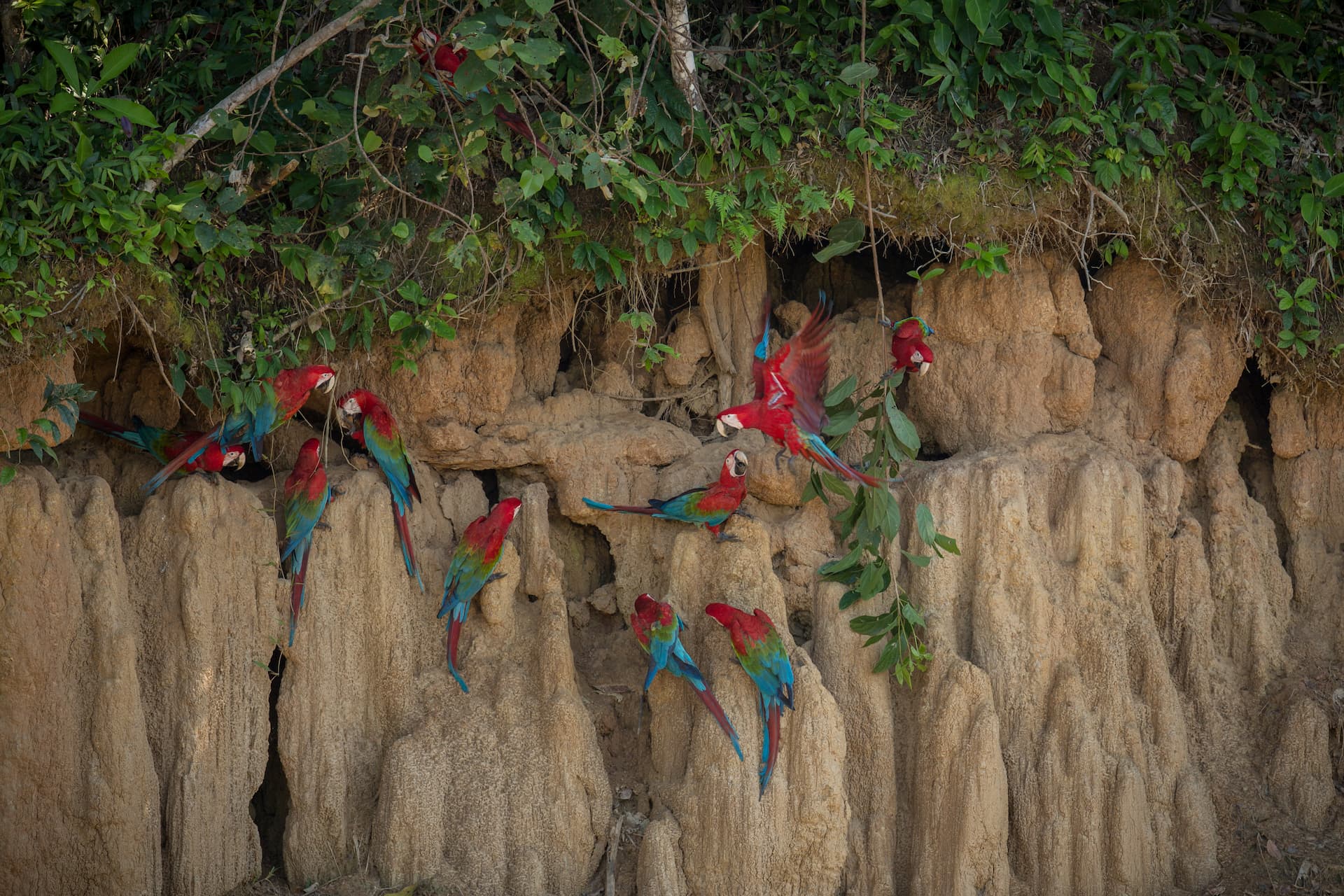 Família de araras em seu ambiente natural. (Créditos Freepikvladimircech)