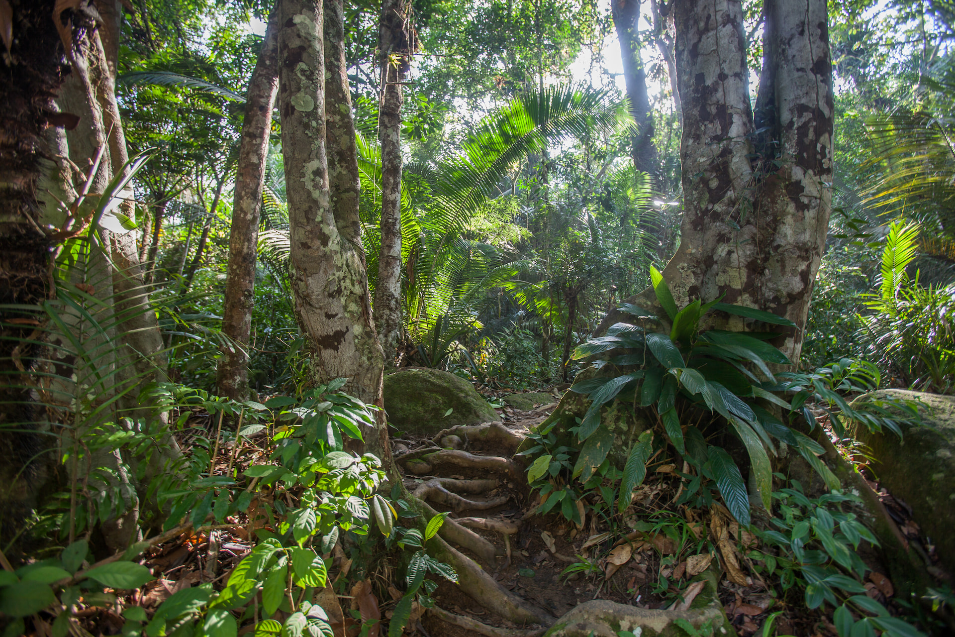 Natureza ao longo das trilhas. (Créditos Rogério CassimiroMTur)