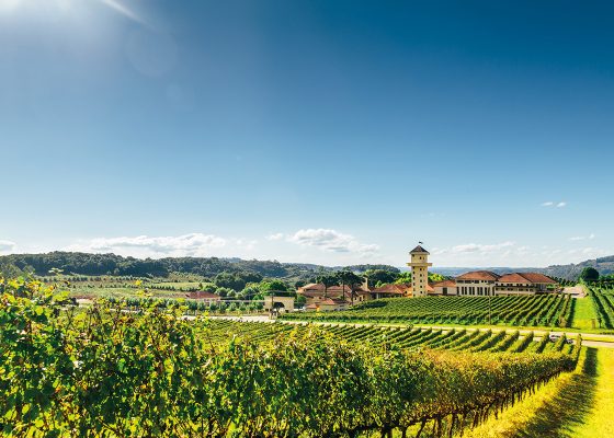 Vale dos Vinhedos é um paraíso para apreciadores de bebidas
