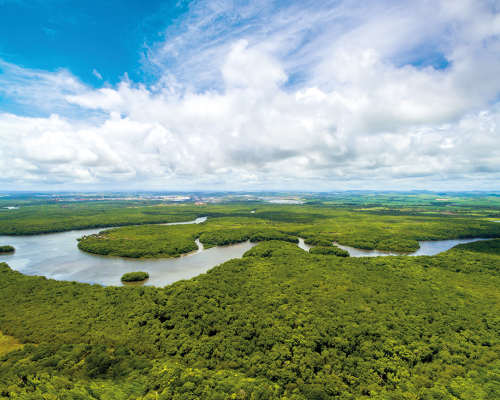 vista aérea da floresta amazônica com o rio amazonas passando entre as árvores