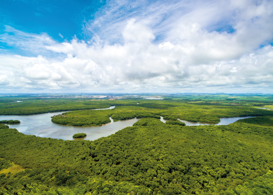 vista aérea da floresta amazônica com o rio amazonas passando entre as árvores