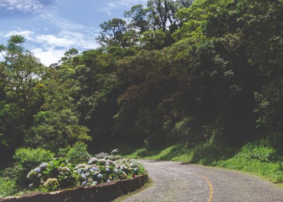 Curva de uma avenida rodeada, em primeiro plano, por hortências e, em segundo plano, mata alta