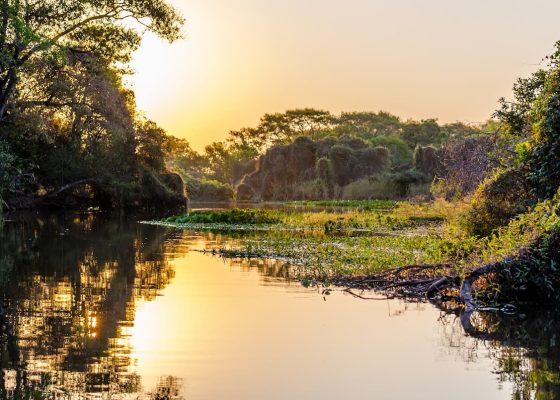 Imagem do pantanal no Mato Grosso do Sul