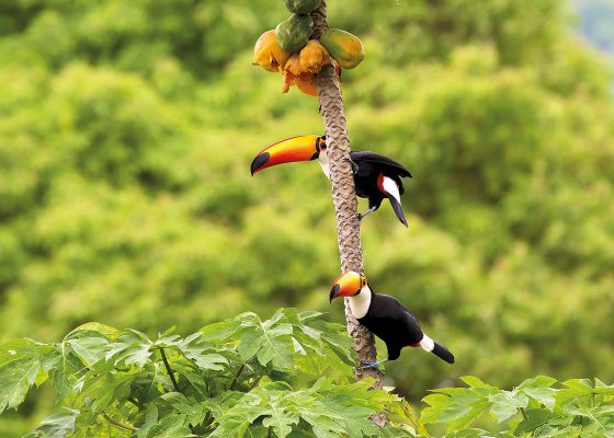 tucano-amazonia